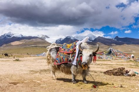 The Soul of the Tibetan Plateau: Unlocking the Millennial Legend of the Sacred Tibetan Yak