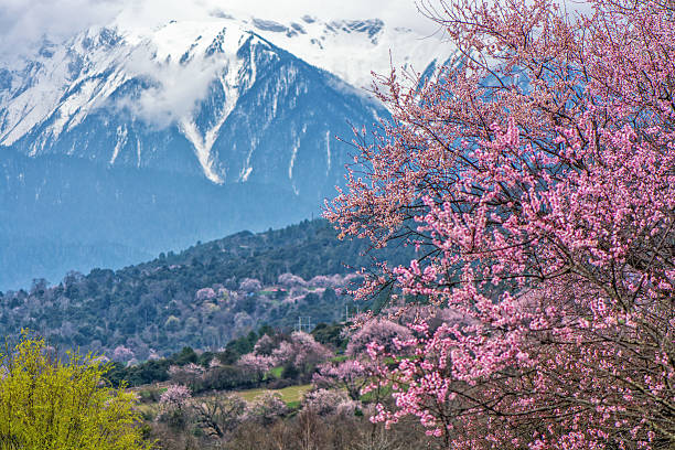 11-Day Nyingchi Peach Blossom Tour: Nyingchi, Lhasa, Yamdrok Lake and More