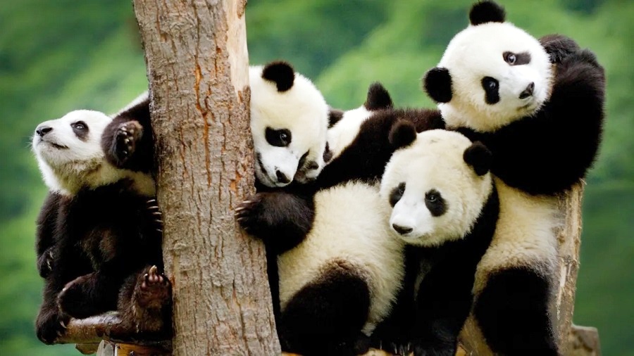 12-Day Chengdu to Lhasa Train Tour to Everest Base Camp