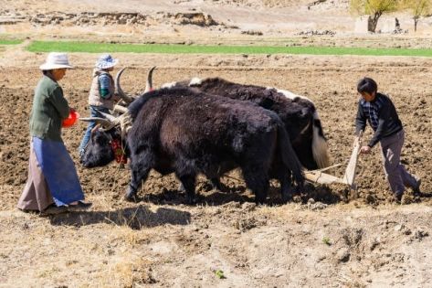 Yak farming