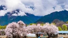 10-Day Tibet Peach Blossom Tour: Explore Lhasa, Nyingchi, Bomi and more