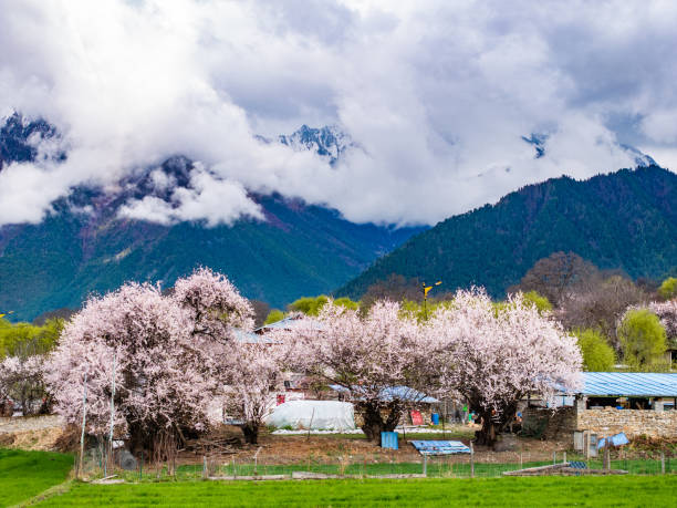 10-Day Tibet Peach Blossom Tour: Explore Lhasa, Nyingchi, Bomi and more