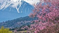 13-Day Peach Blossom Tour: Visit Bomi, Nyingchi, Lhasa, Namtso & EBC