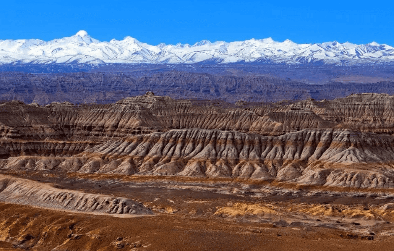 Zanda Earth Forest