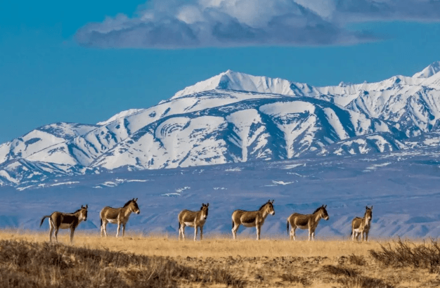Wild animals can be seen everywhere along the road