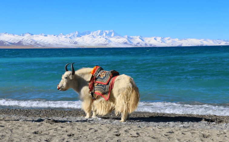 White Yak in Namtso Lake
