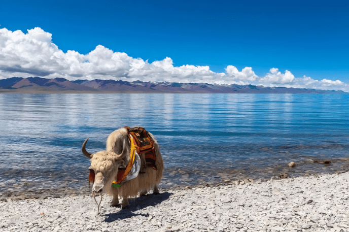 White Yak