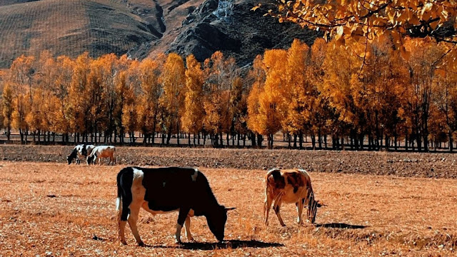Autumn in Tibet