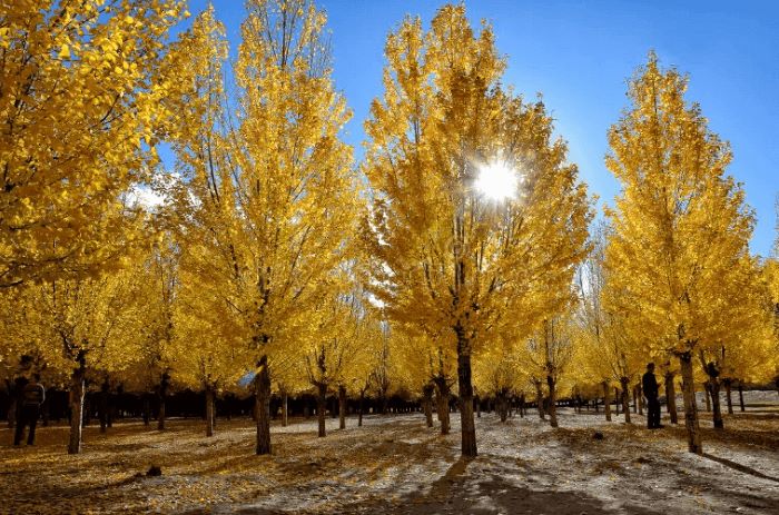 Yarlung Tsangpo in autumn