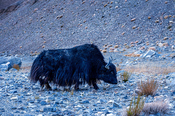 Yak