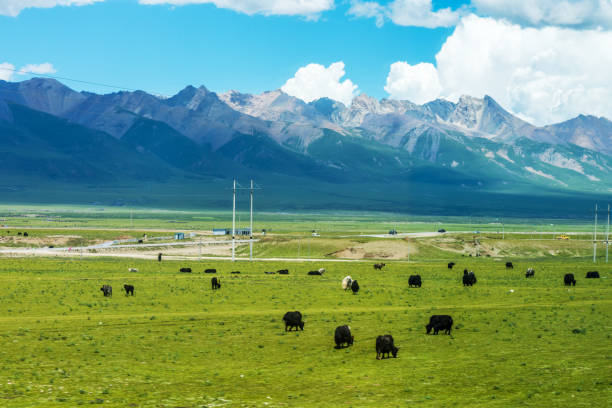 qiangtang grassland