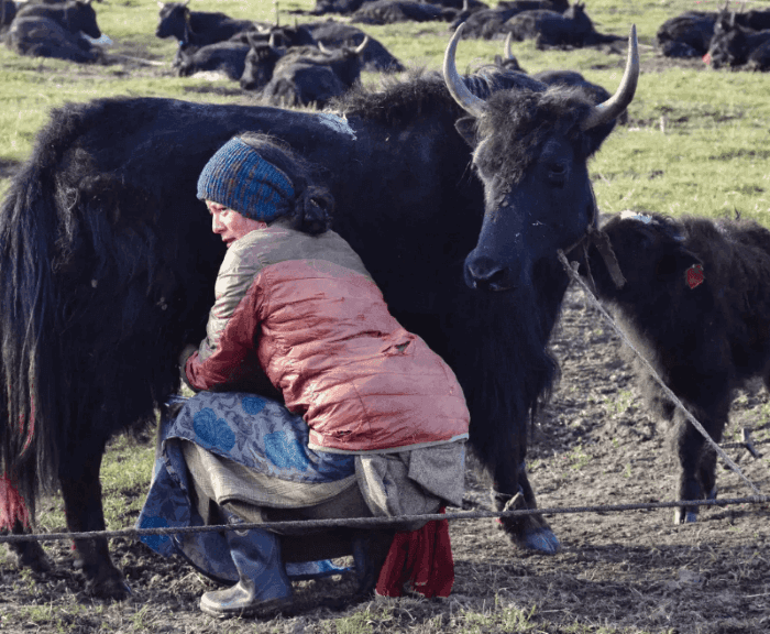 Yak milk