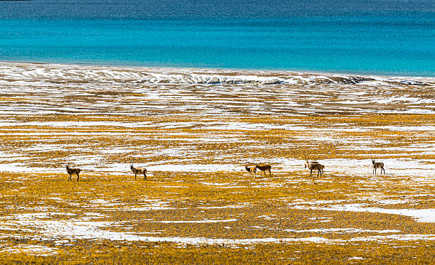 Wildlife in Changtang