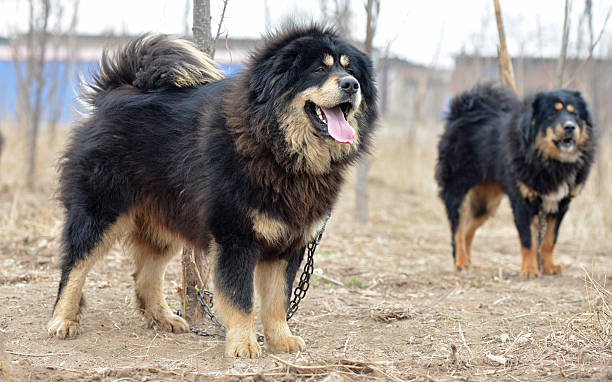 Tibetan Mastiff 