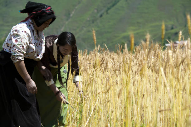 Tibet Linzhi
