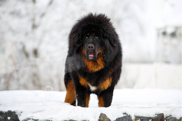 Tibet Mastiff 