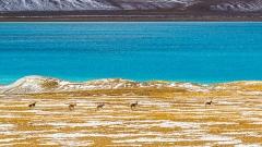 Roof of the Roof of the World: A Deep-Dive Travel Guide to Ngari, Tibet