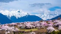 Lifeblood of the Tibetan Plateau: Qingke – Growth Miracle & Nutritional Secrets