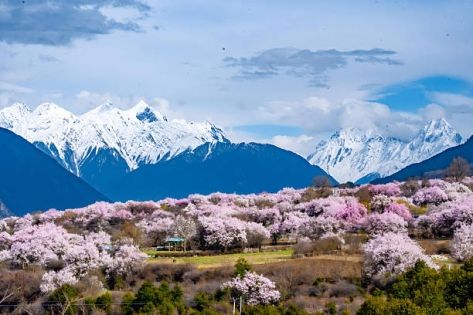 Lifeblood of the Tibetan Plateau: Qingke – Growth Miracle & Nutritional Secrets