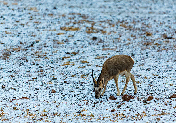Changtang National Nature Reserve, Ngari