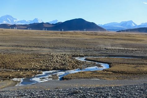 Tibet Group Tour vs. Customized Private Tour Guide
