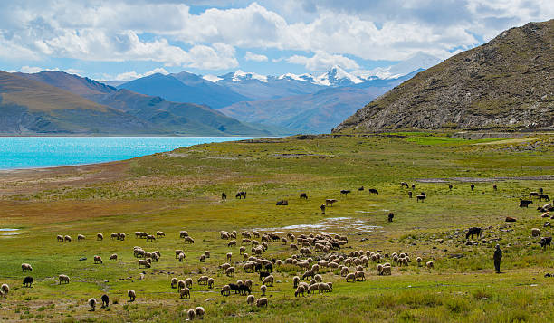 Nagqu grassland