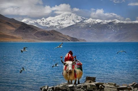 Guide to the 2027 Yamdrok Lake Kora in Tibet