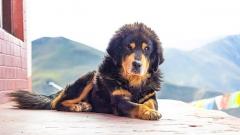 The Guardian of the Snowy Plateau: Exploring the Legendary Tibetan Mastiff