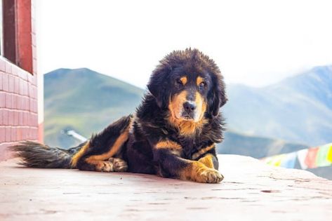 The Guardian of the Snowy Plateau: Exploring the Legendary Tibetan Mastiff