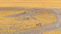 2027 Guide to the Northern Tibet Grassland