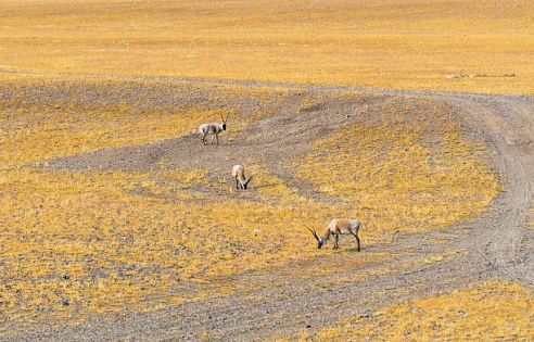 2027 Guide to the Northern Tibet Grassland