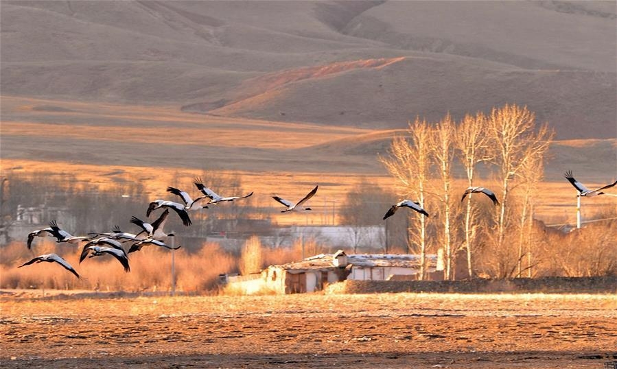 Black-Necked Crane