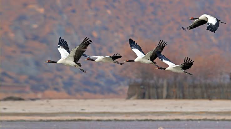 Black-Necked Crane