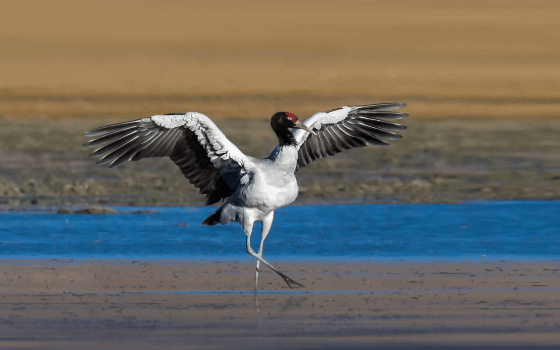 Black-Necked Crane