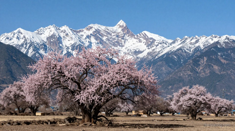 When to Visit Tibet: Your Complete Seasonal Travel Guide