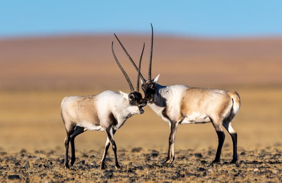Tibetan antelope (chiru)