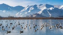 Black-Necked Crane Winter Birdwatching in Lhasa Valley Guide