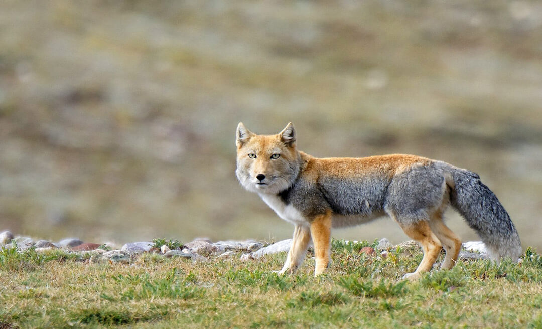 Tibet fox (Tibet sand fox)