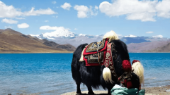 Yak Riding Experience for Families on Tibetan Grassland Guide