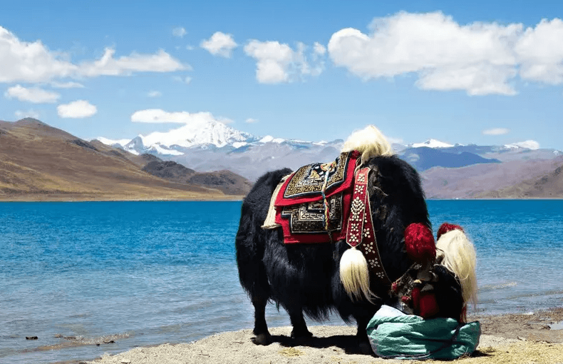 Yak Riding Experience in Tibet